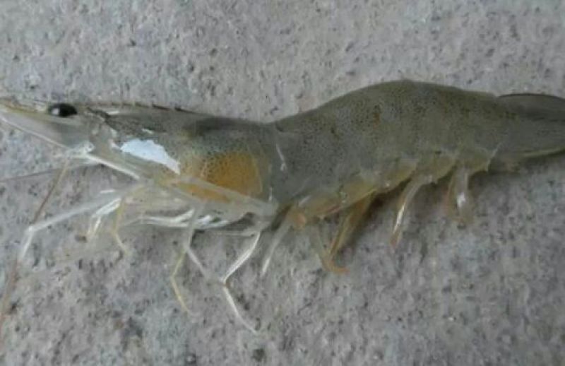 近缘新对虾食用活虾