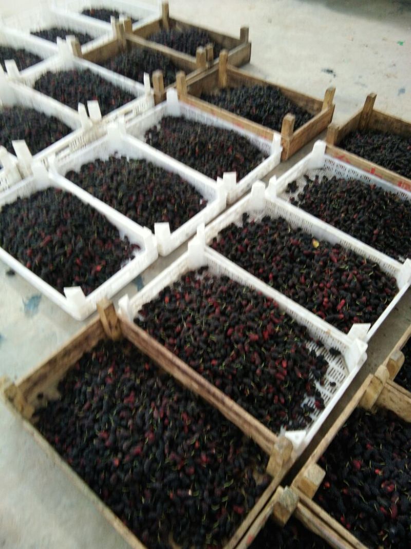 陕西优质大叶桑5~6cm