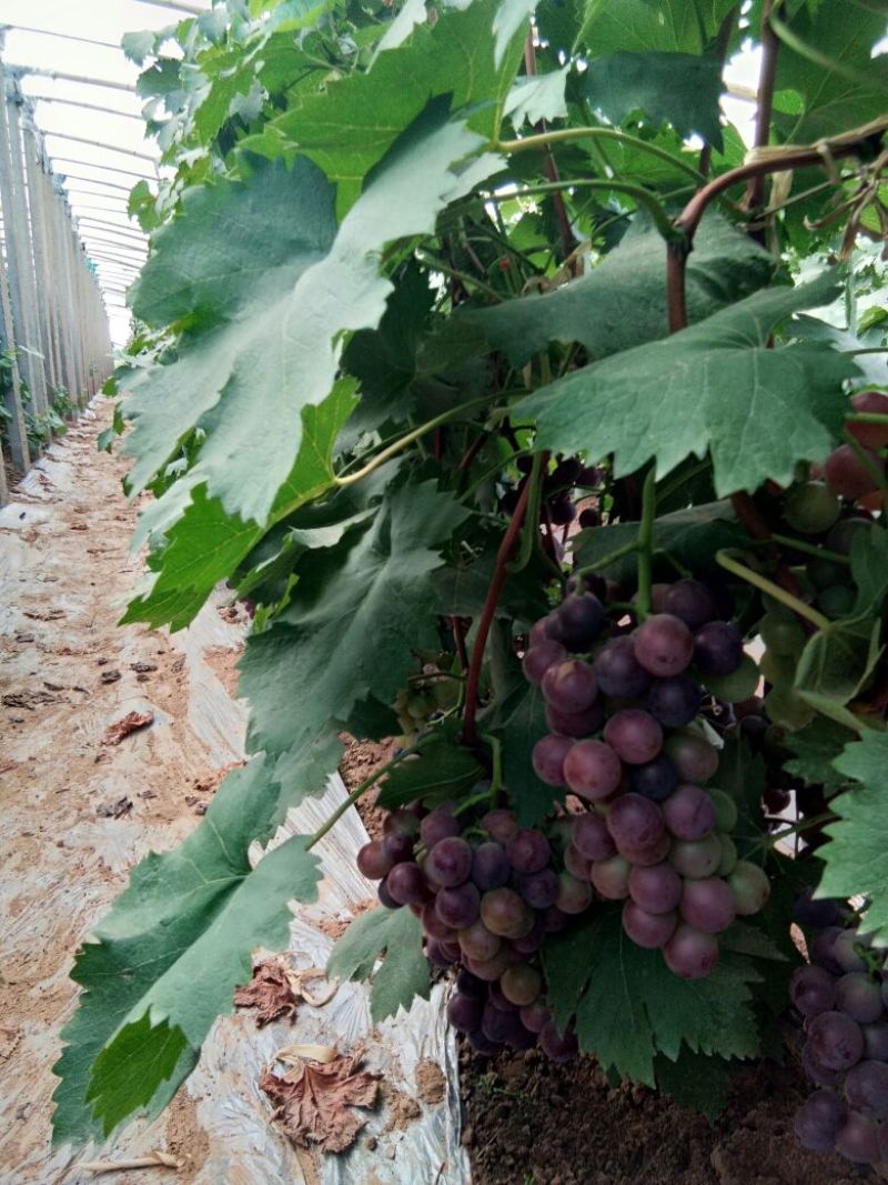 优质葡萄苗供应基地