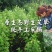 陕西安康艾叶全叶统五月份大量上市，需要的老板可以预订