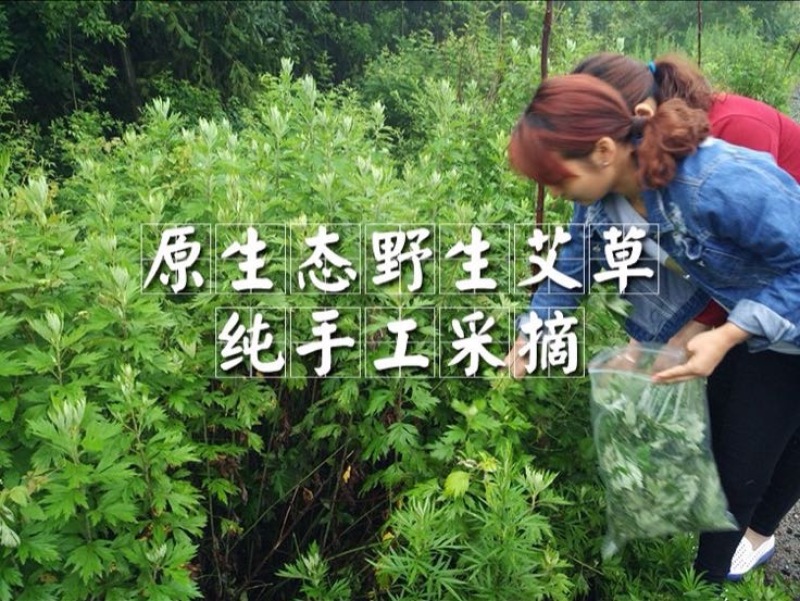 陕西安康艾叶全叶统五月份大量上市，需要的老板可以预订