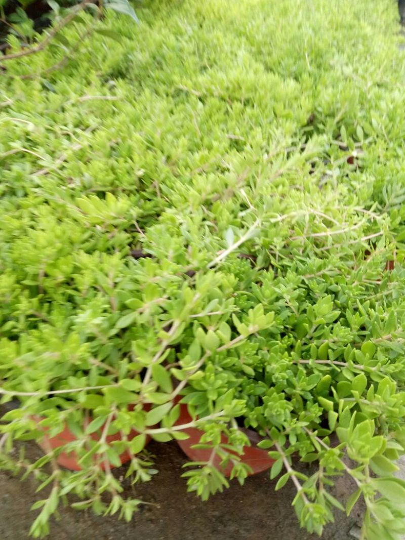垂盆草有土有水就能长得很好，脱盆带土保鲜膜包好包邮