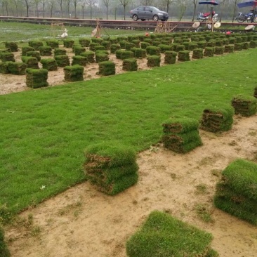马尼拉草坪
