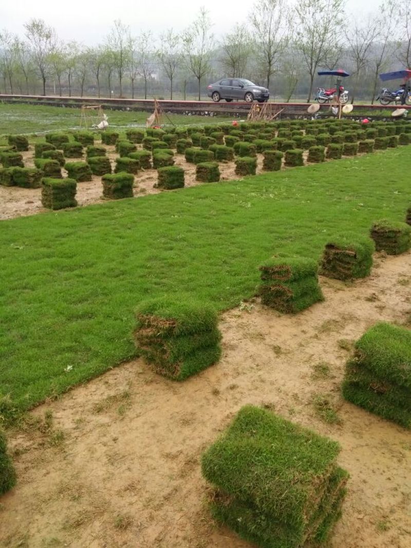 马尼拉草坪
