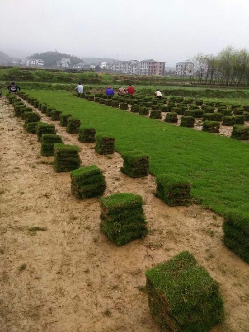 百慕大草