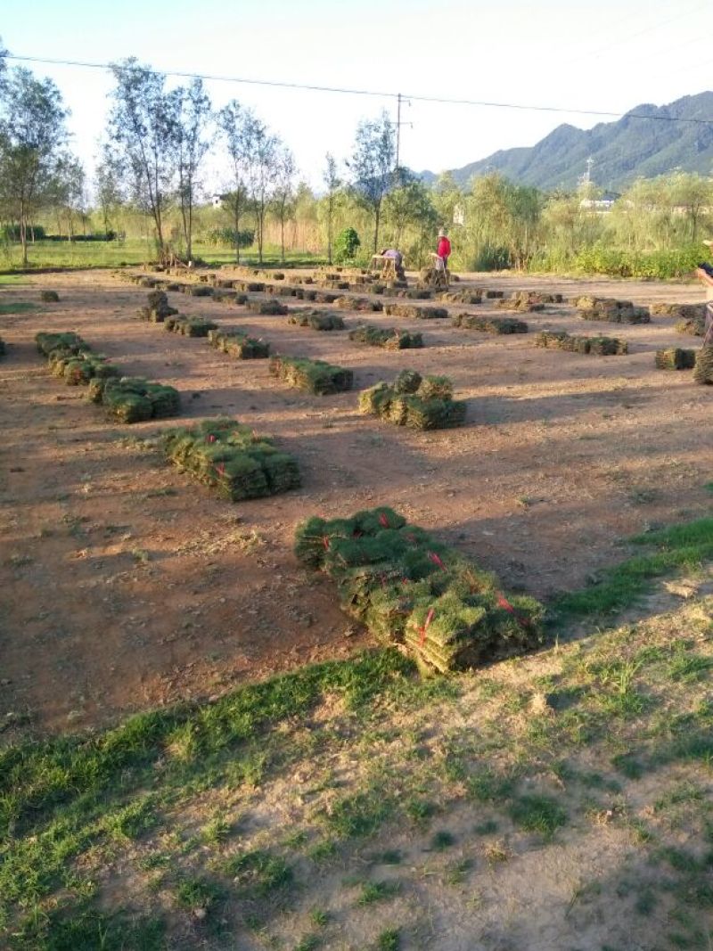 百慕大草