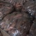 龙薯9号黄心各种规格都有，电商市场都可以
