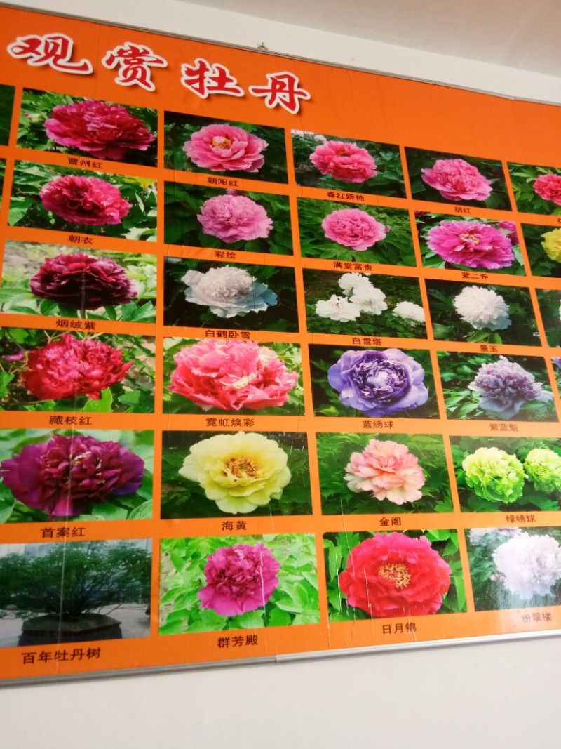 牡丹花盆景