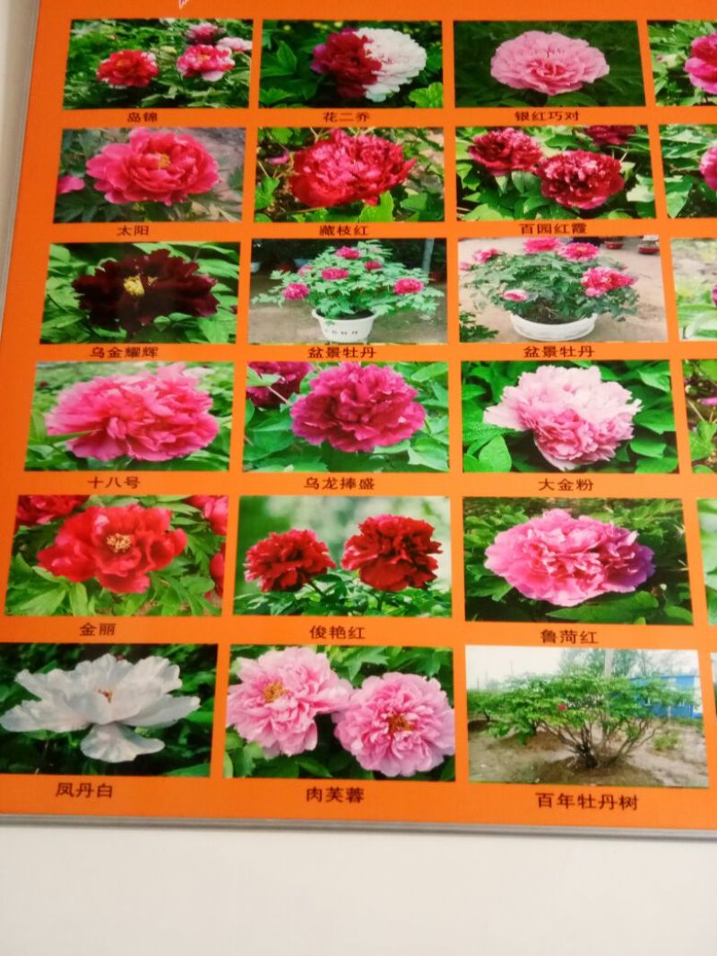 牡丹花盆景