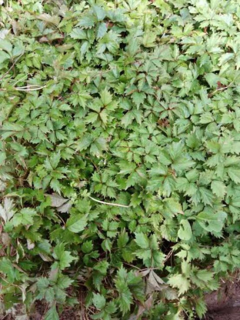 三叶爬山虎1cm以下1米以下