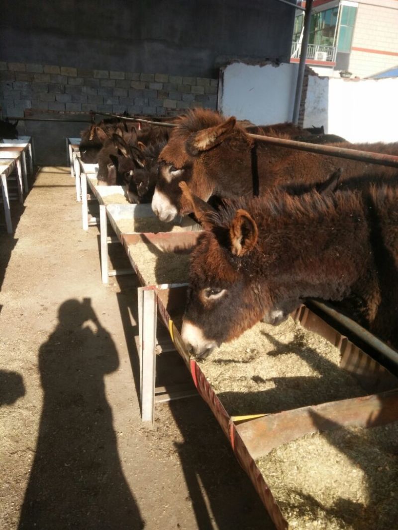 驴肉鲜货