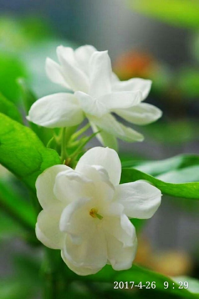 茉莉花苗浓香重瓣（包邮）