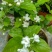 茉莉花苗浓香重瓣（包邮）