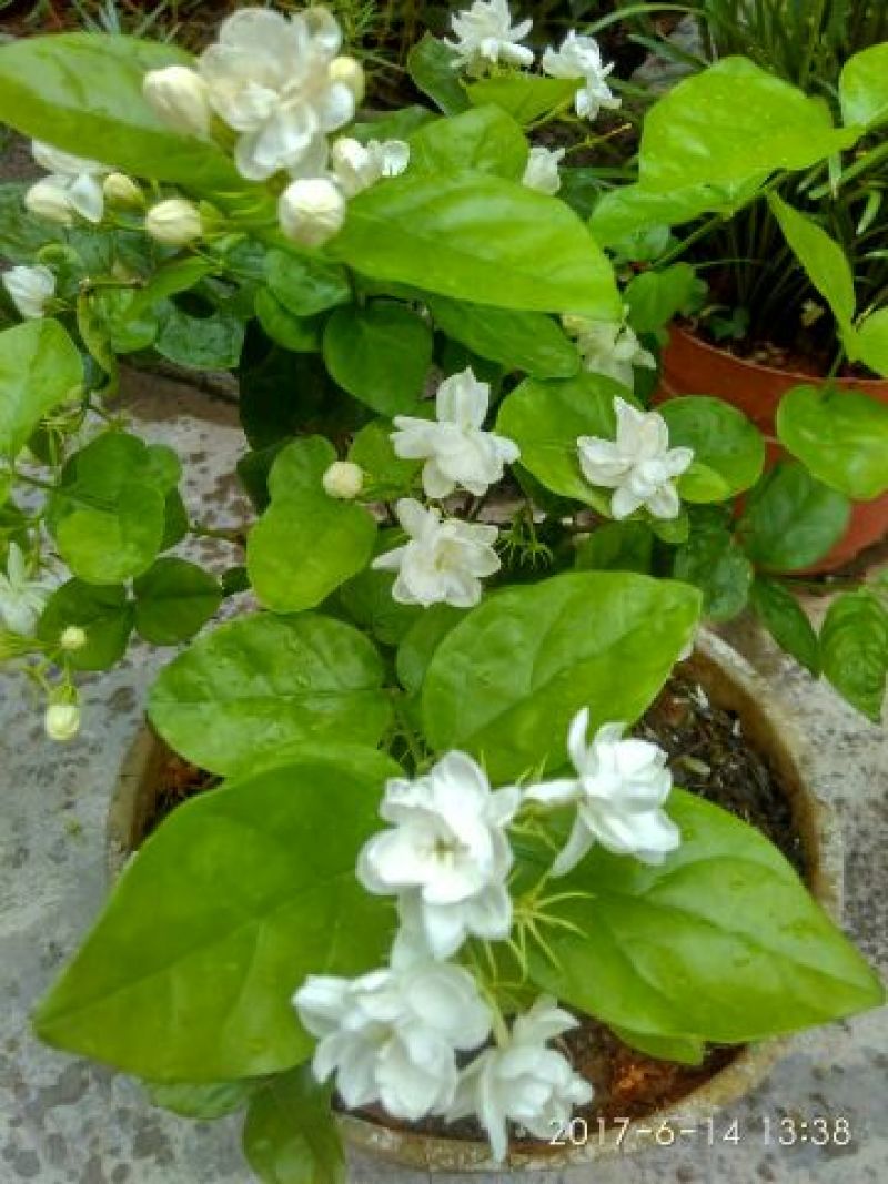 茉莉花苗浓香重瓣（包邮）