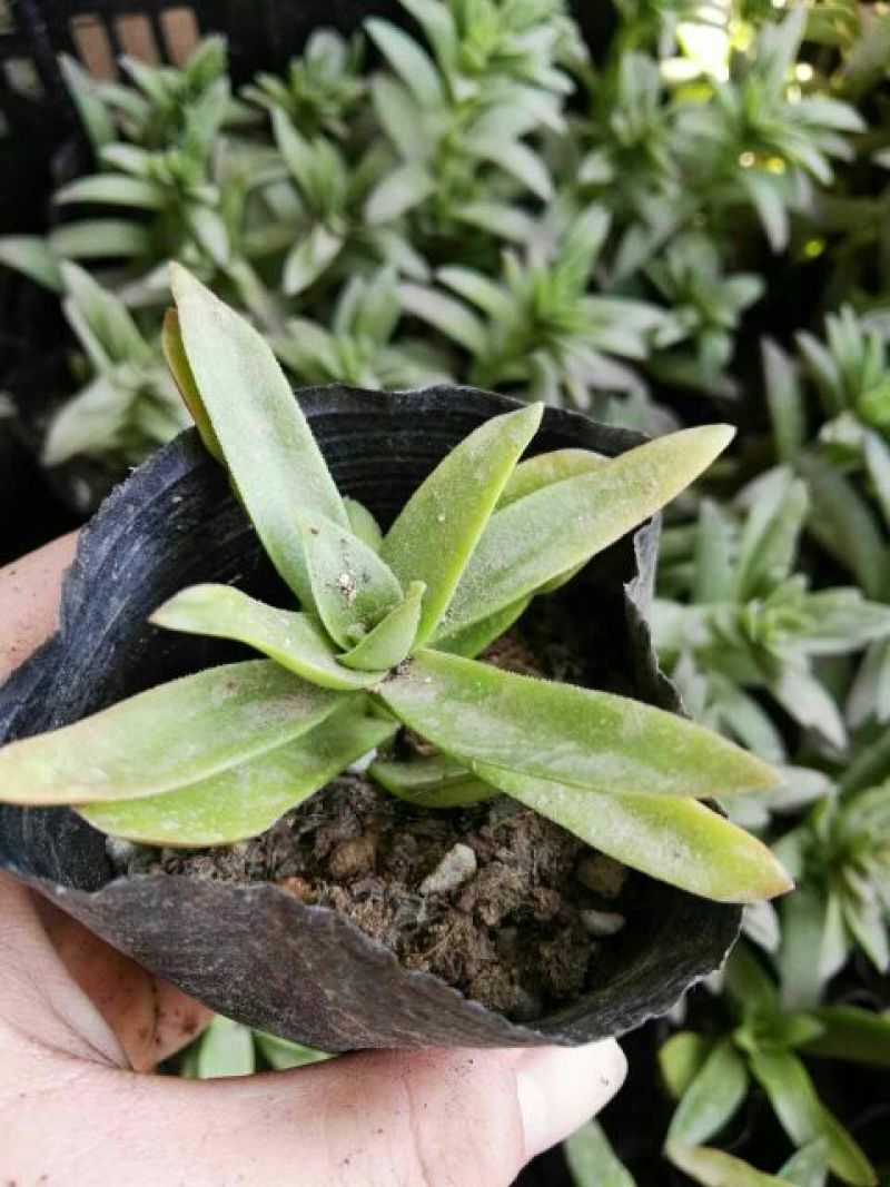 多肉植物不含盆