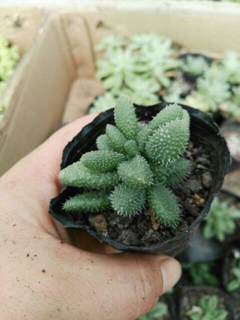 多肉植物不含盆