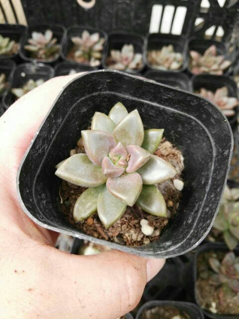 多肉植物不含盆