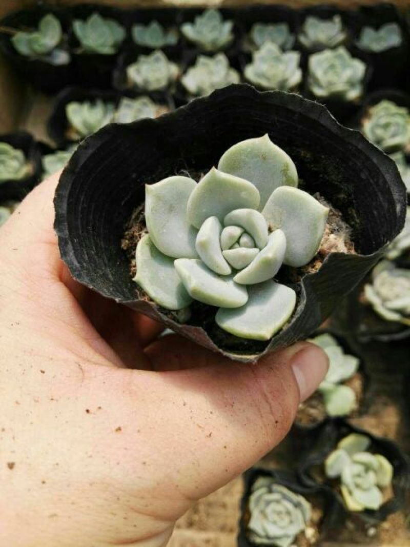 多肉植物不含盆