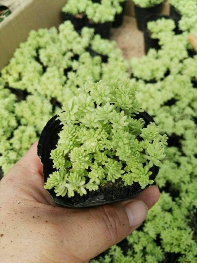 多肉植物不含盆