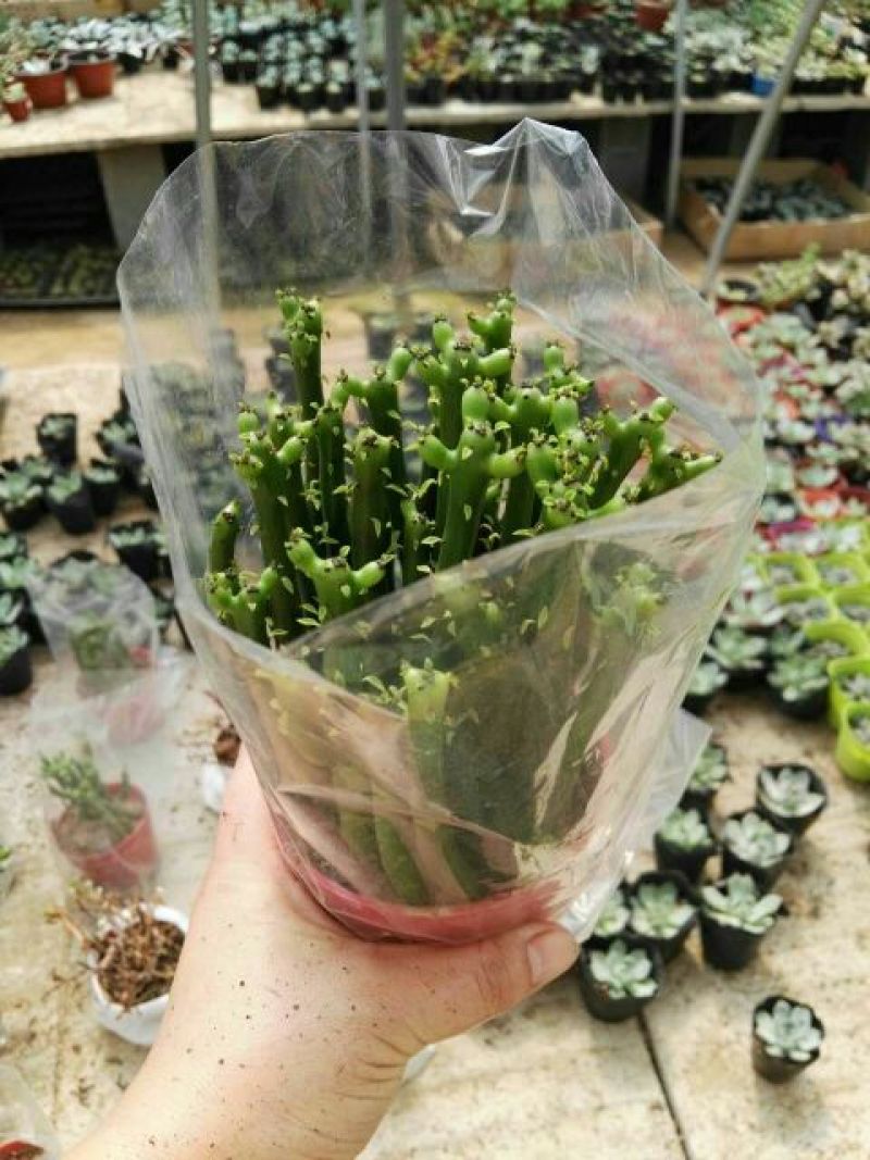 多肉植物不含盆