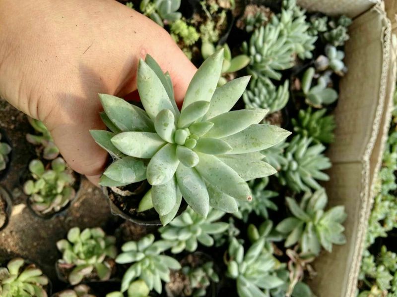多肉植物不含盆