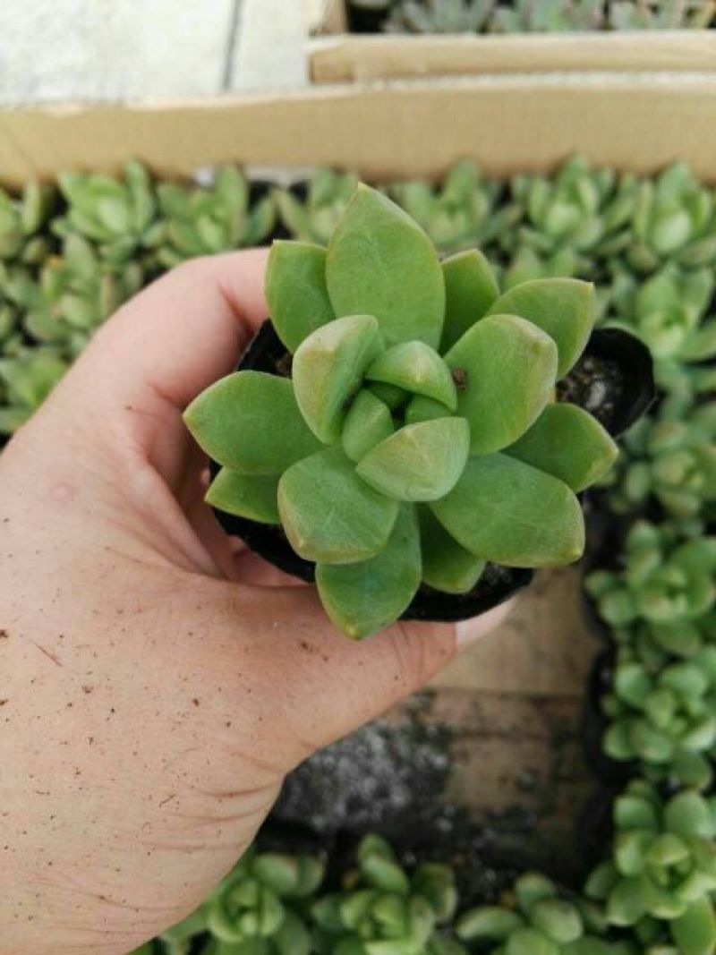 多肉植物不含盆