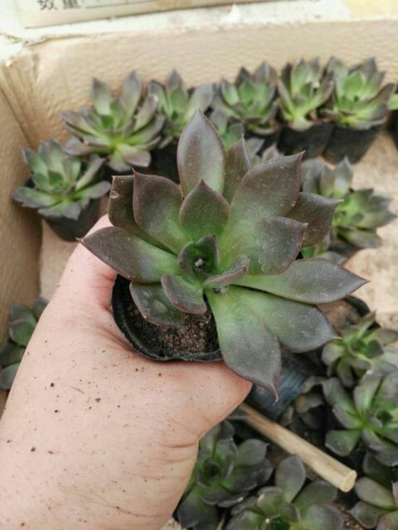 多肉植物不含盆
