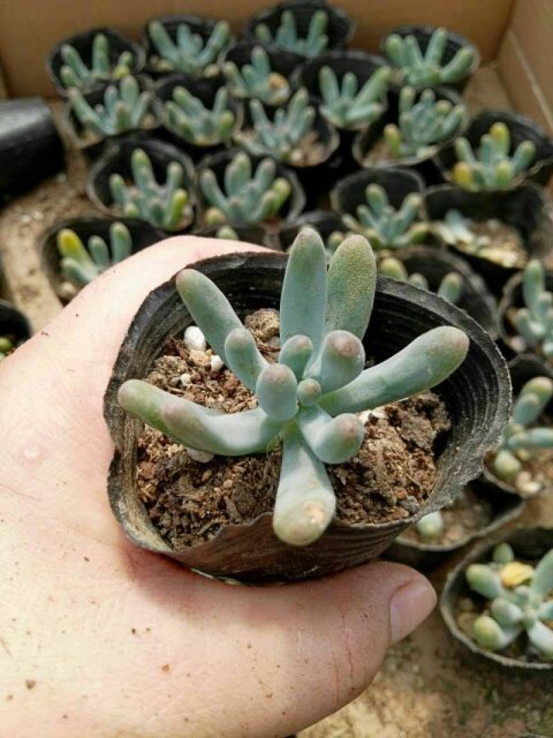 多肉植物不含盆