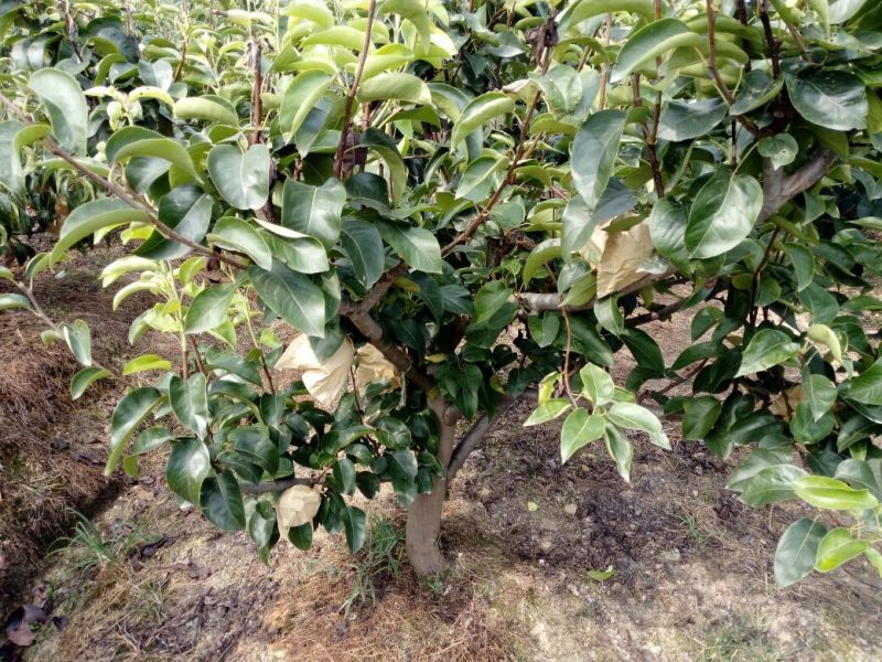 眉山大量出售5——10cm成品梨树，支持视频看货