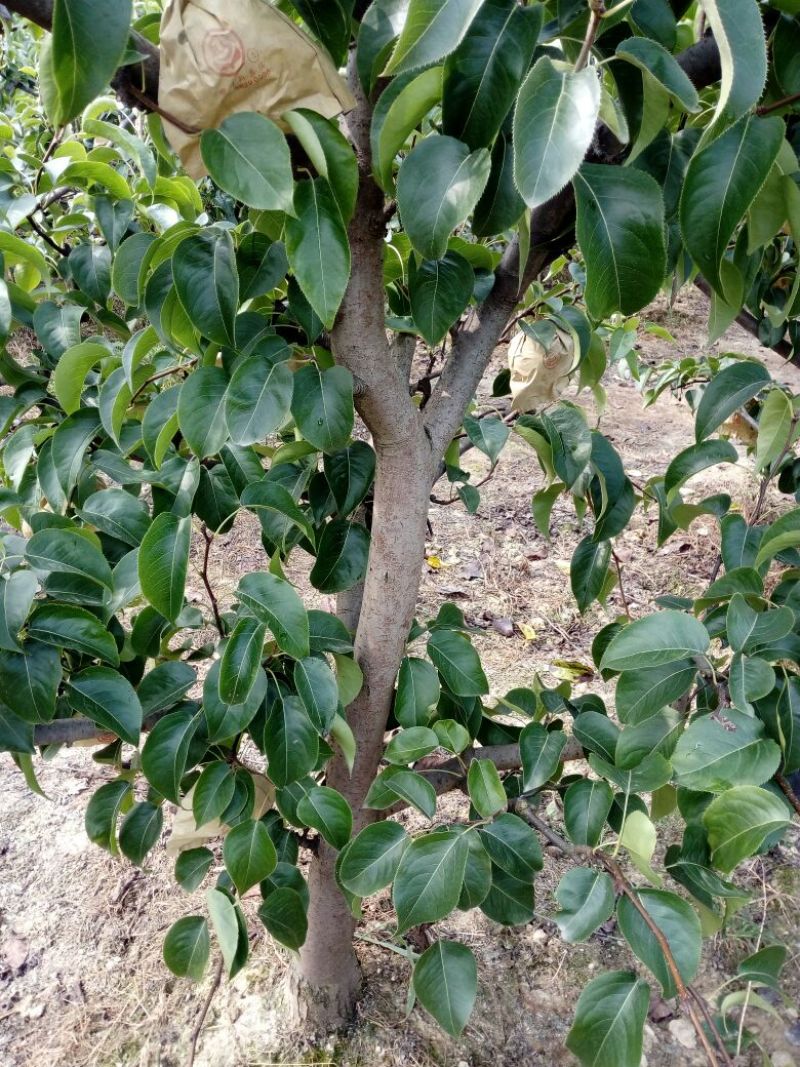 眉山大量出售5——10cm成品梨树，支持视频看货