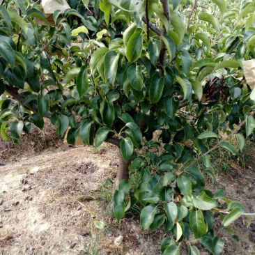 眉山大量出售5——10cm成品梨树，支持视频看货