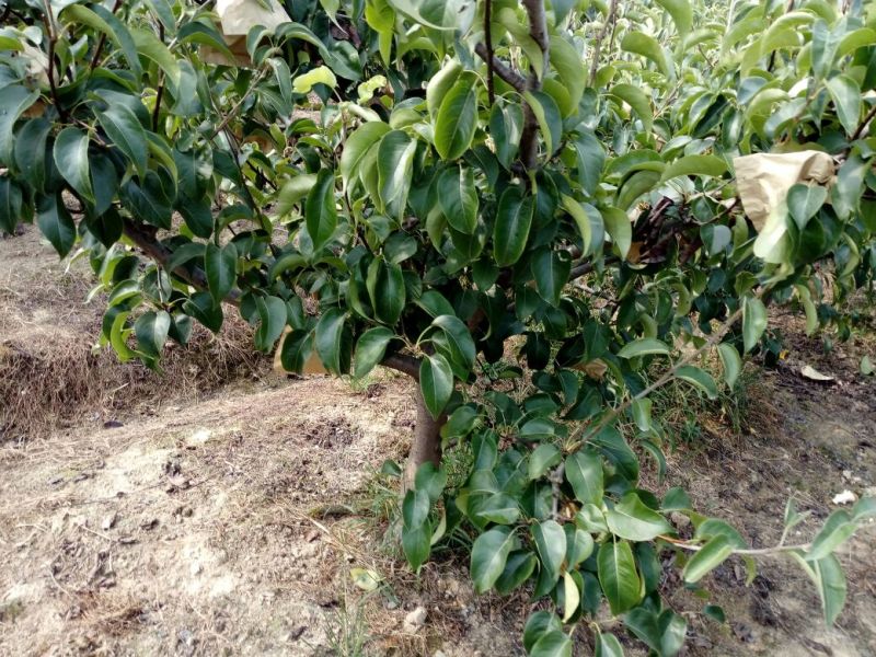 眉山大量出售5——10cm成品梨树，支持视频看货