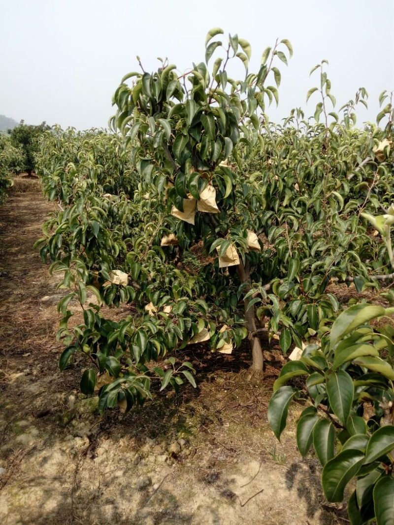 眉山大量出售5——10cm成品梨树，支持视频看货