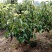 眉山大量出售5——10cm成品梨树，支持视频看货
