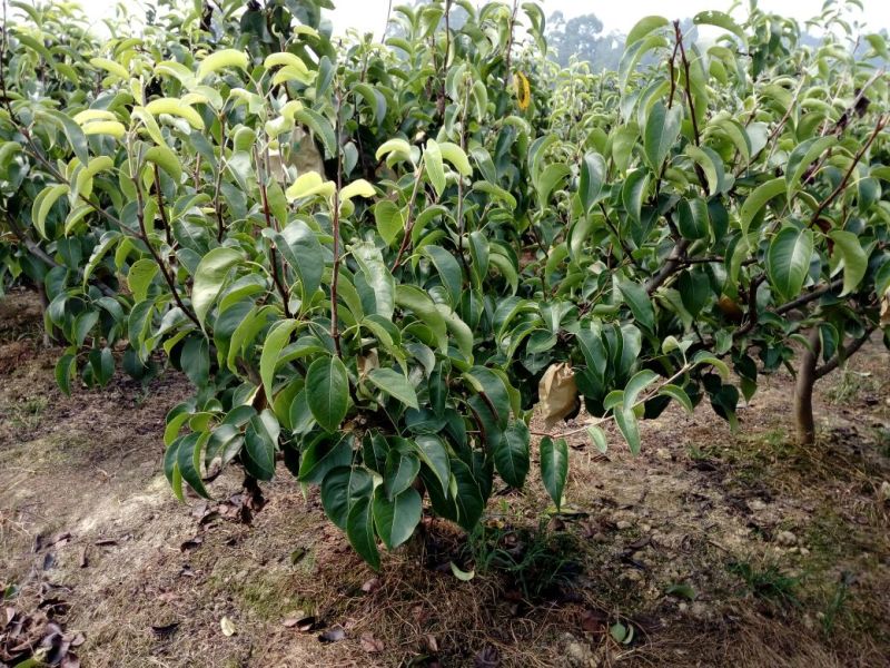 眉山大量出售5——10cm成品梨树，支持视频看货