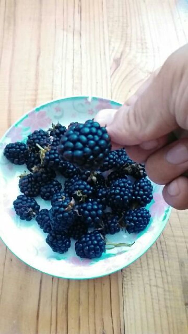树莓苗10~30cm