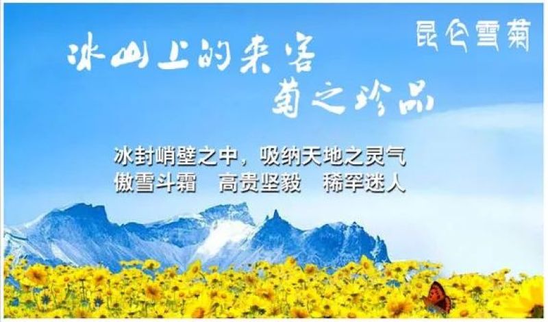 2023年新货正宗新疆昆仑雪菊高海拔昆仑雪菊，