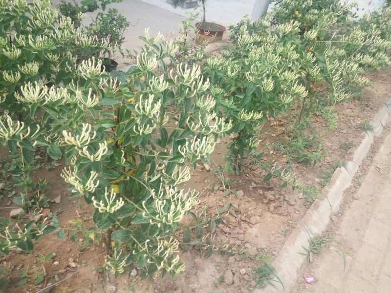 金银花1米以下