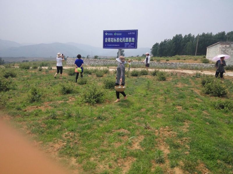 金银花1米以下