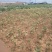 金银花1米以下