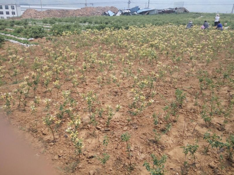 金银花1米以下
