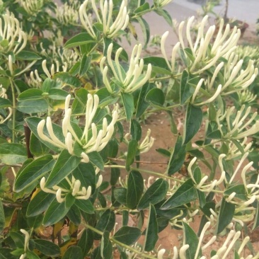 金银花1米以下
