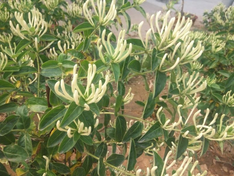 金银花1米以下