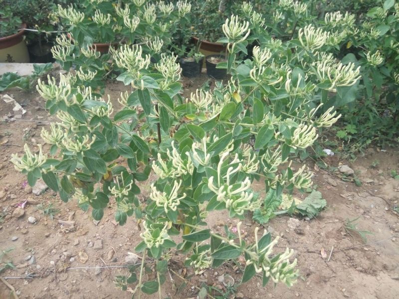 金银花1米以下