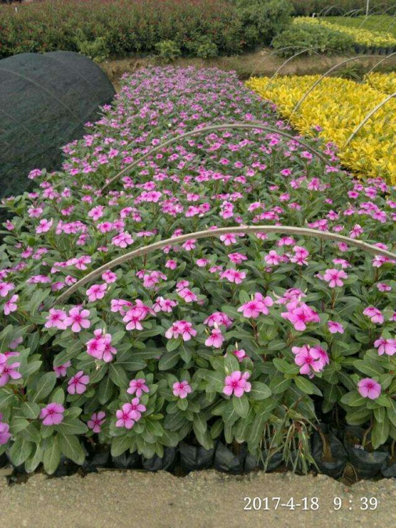 长春花包邮.产地广东德庆县.适应性极强