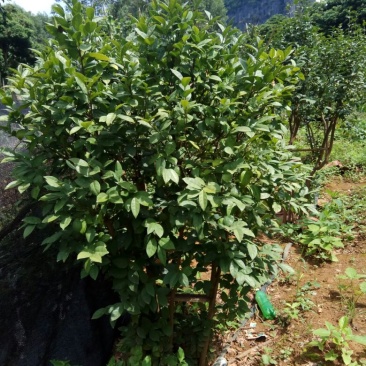 金花茶叶一级
