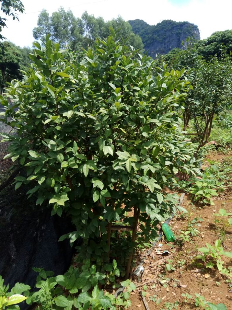 金花茶叶一级