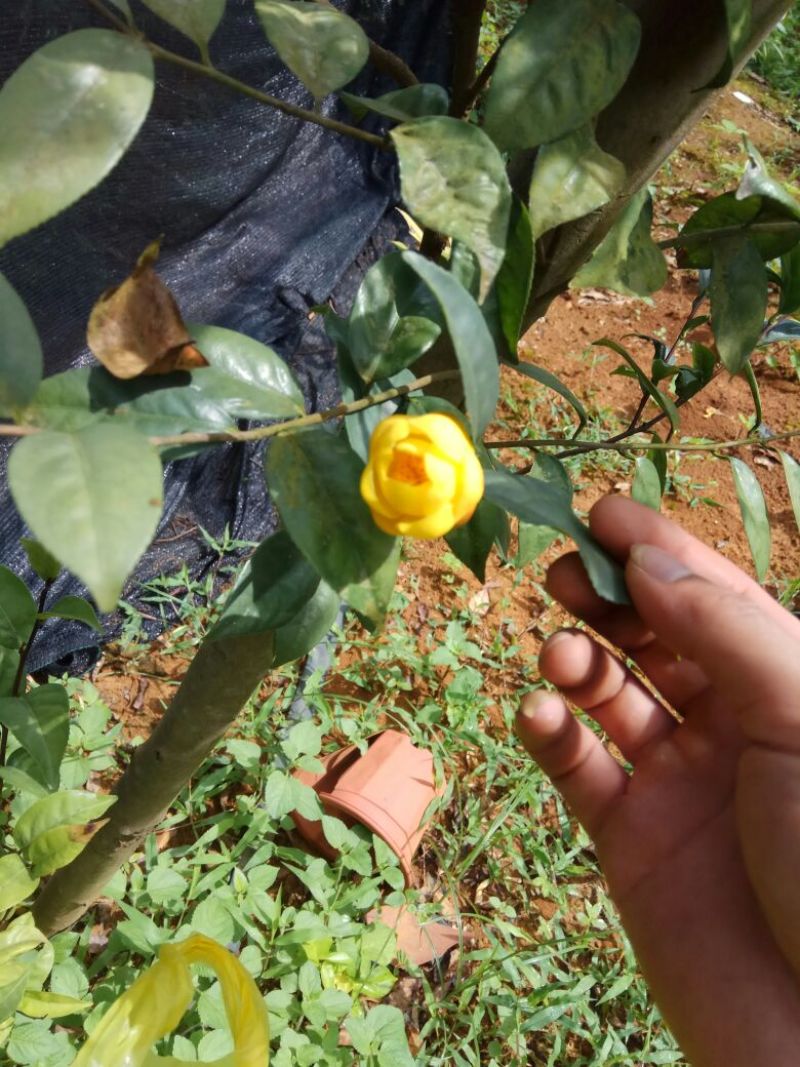 金花茶叶一级