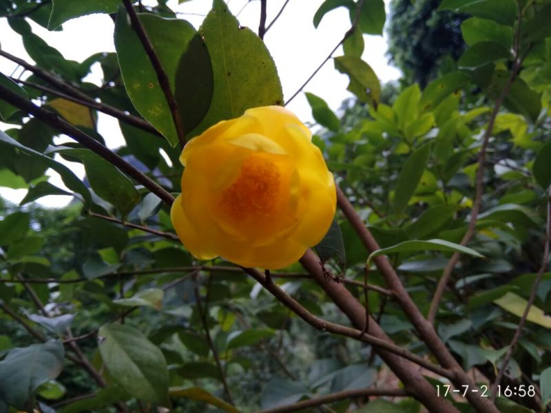 金花茶叶一级