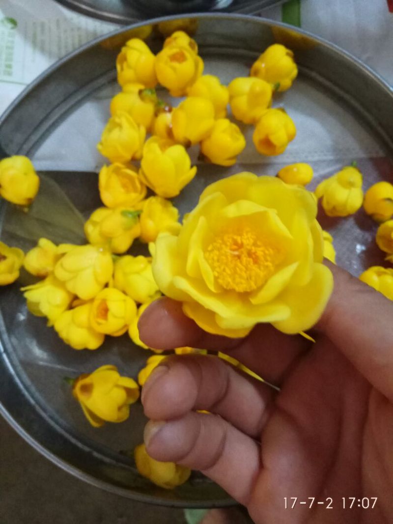 金花茶叶一级